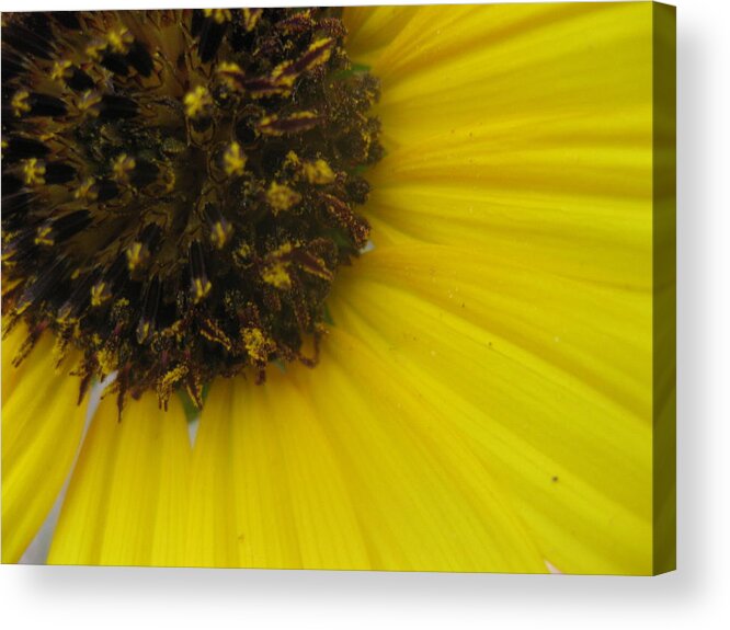 Sunflower Acrylic Print featuring the photograph Yellow Daisy by Cindy Clements
