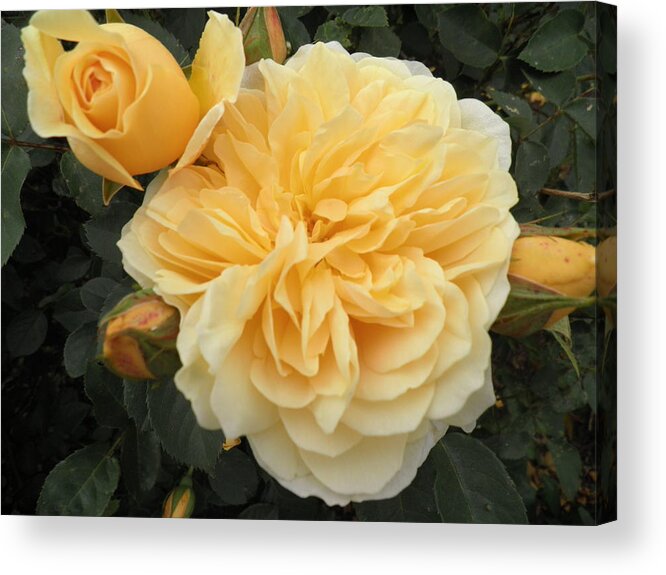 Yellow Roses Acrylic Print featuring the photograph Yellow Roses by Kate Gallagher