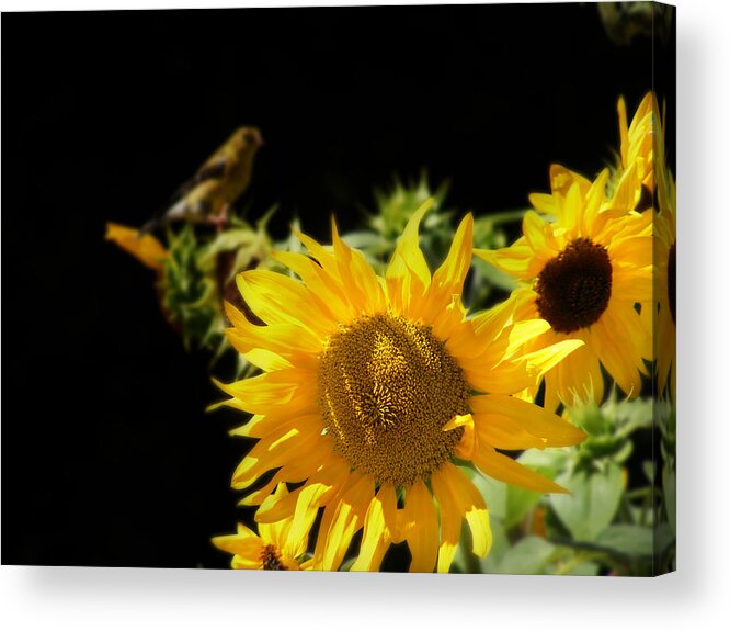 Floral Photographs Acrylic Print featuring the photograph Yellow Sunflowers by Ms Judi