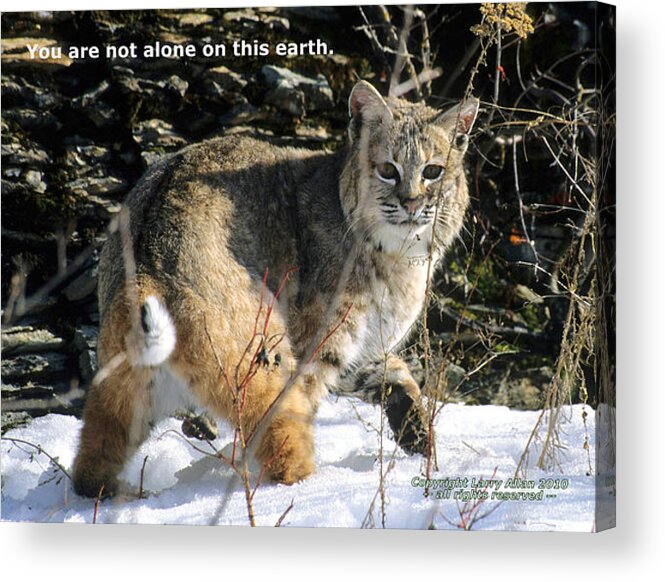 Bobcat Acrylic Print featuring the photograph You Are Not Alone by Larry Allan