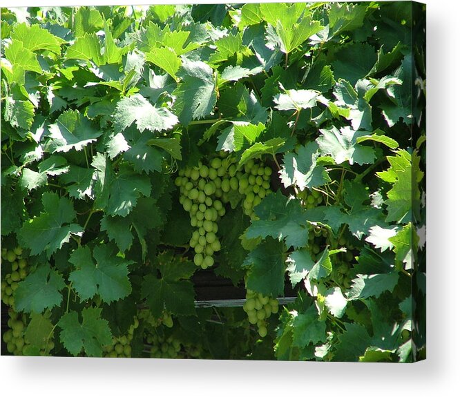 Green Acrylic Print featuring the photograph Green Grapes by Rita Fetisov