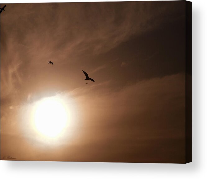 Seagull Acrylic Print featuring the photograph Light tunnel. by Arik Baltinester