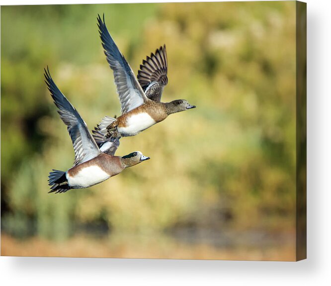 Duck Acrylic Print featuring the photograph American Widgeon #3 by Tam Ryan