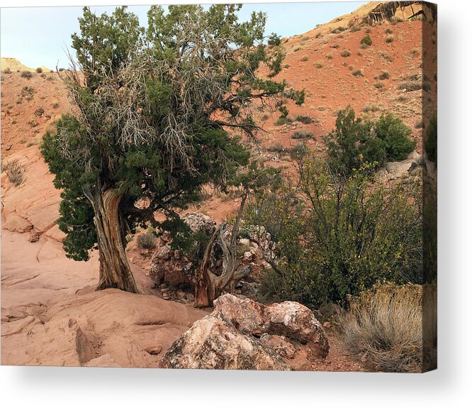 Arches Acrylic Print featuring the photograph Arches National Park No. 19 by Sandy Taylor