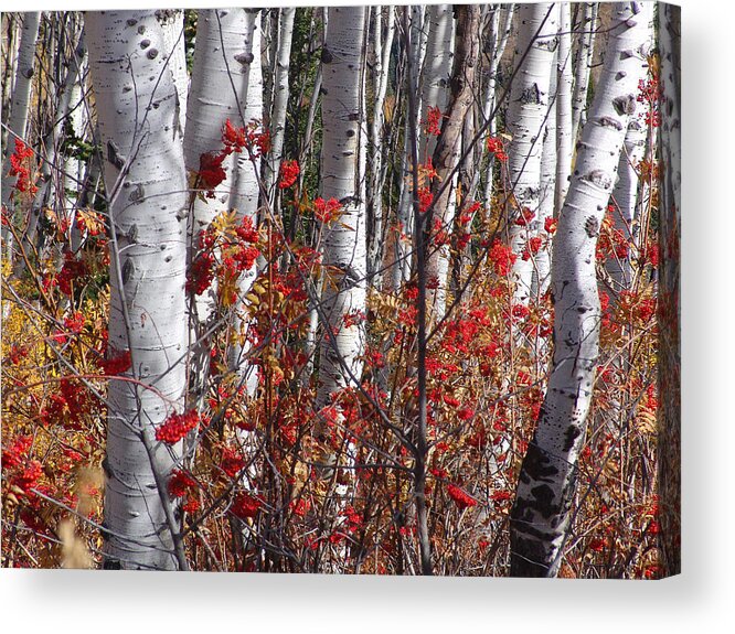 Autumn Acrylic Print featuring the photograph Autumn Splender #1 by Mark Smith
