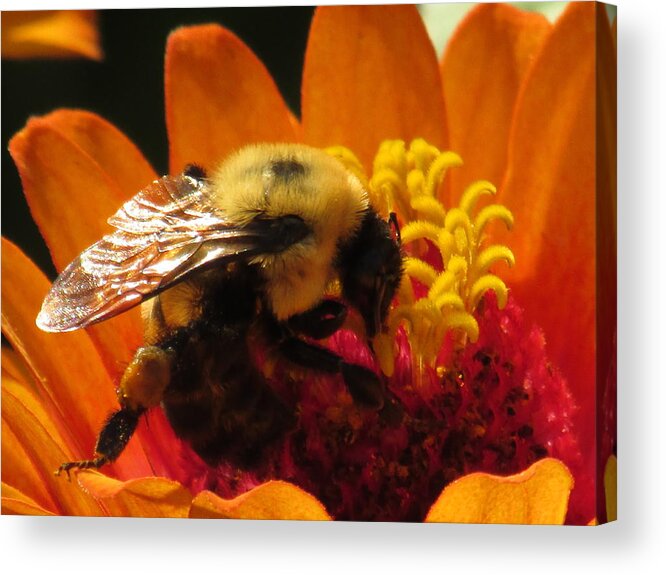 Bee Acrylic Print featuring the painting Bee With Zinnia #2 by Alfred Ng
