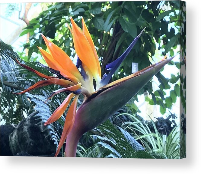 Flowers Acrylic Print featuring the photograph Bird of Paradise #1 by Jean Wolfrum