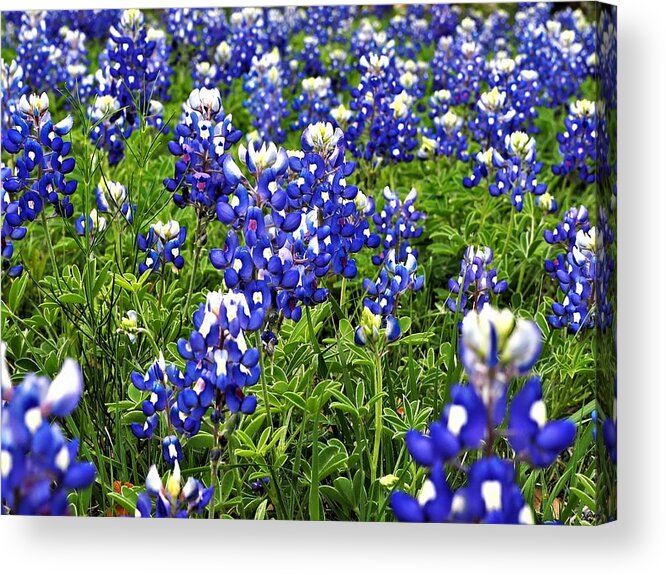 Blue Bonnets Acrylic Print featuring the photograph Blue #1 by Jerry Connally