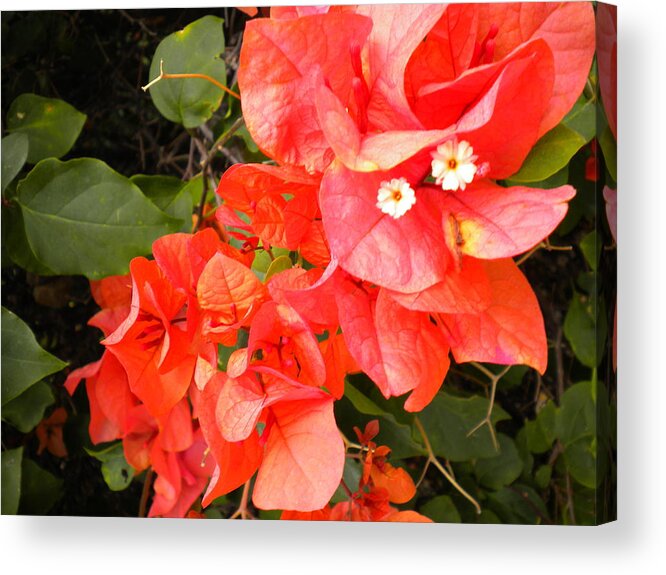 Bouganvilla Acrylic Print featuring the painting Bouganvilla 1 #1 by Renate Wesley