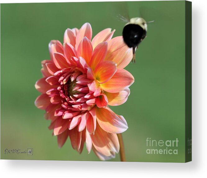Mccombie Acrylic Print featuring the photograph Dahlia named A La Mode #1 by J McCombie