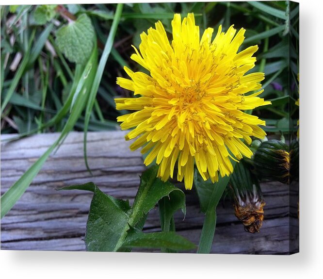 Dandelion Acrylic Print featuring the photograph Dandelion #1 by Robert Knight