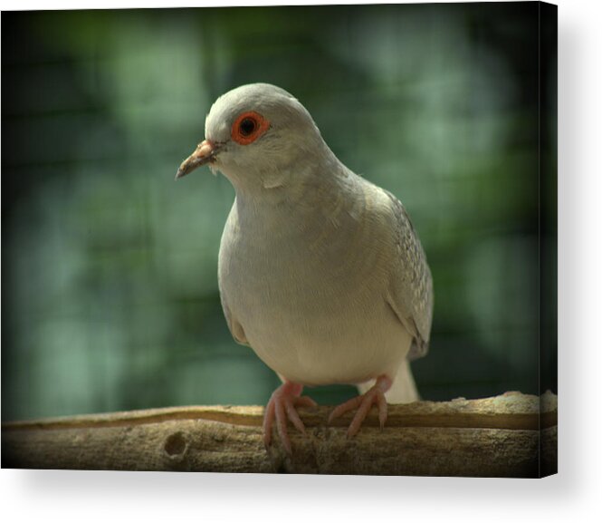 Bird Acrylic Print featuring the photograph Diamond Dove Geopelia cuneata #1 by Nathan Abbott