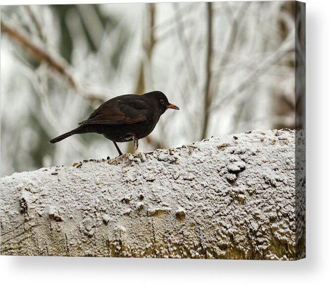 Lehtokukka Acrylic Print featuring the photograph Eurasian blackbird #1 by Jouko Lehto