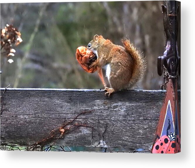 Squirrel Acrylic Print featuring the photograph Hard at Work #1 by Betty-Anne McDonald