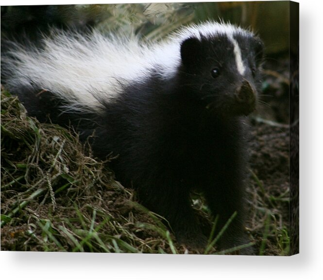 Skunk Acrylic Print featuring the photograph Here Kitty Kitty #1 by Barbara S Nickerson