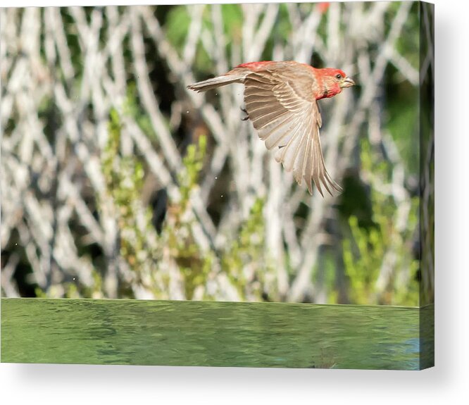 House Acrylic Print featuring the photograph House Finch Male #1 by Tam Ryan