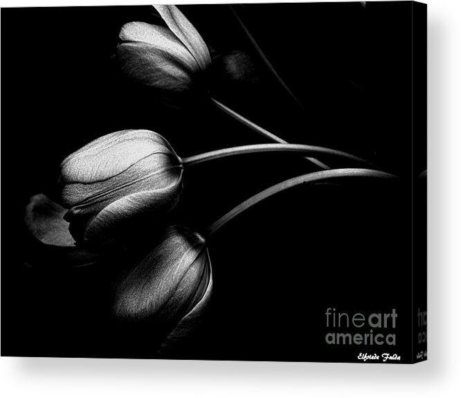 Tulip Acrylic Print featuring the photograph Incognito #2 by Elfriede Fulda