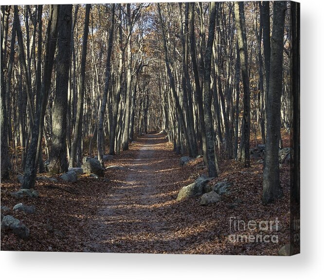 Woods Acrylic Print featuring the photograph Into the Woods #2 by Lili Feinstein