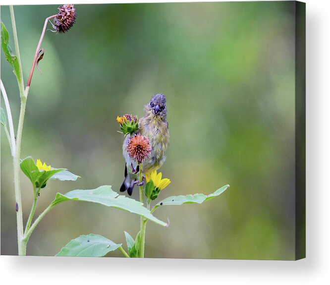 Lesser Acrylic Print featuring the photograph Lesser Goldfinch 4036 #1 by Tam Ryan