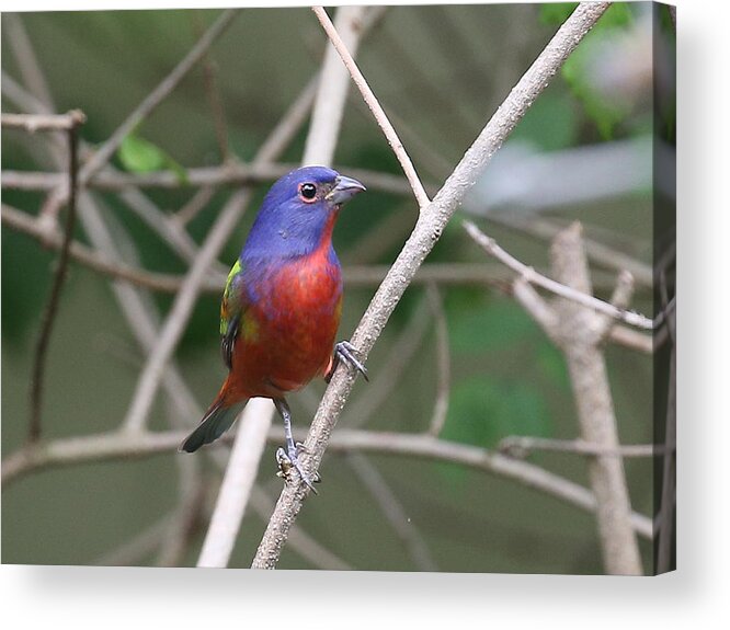 Painted Bunting Acrylic Print featuring the photograph Painted Bunting #1 by Dart Humeston
