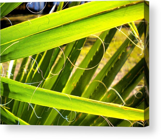 Palmetto Acrylic Print featuring the painting Palmetto 3 #1 by Renate Wesley