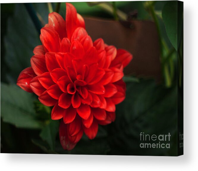Dahlia Acrylic Print featuring the photograph Red #1 by Nancie DeMellia