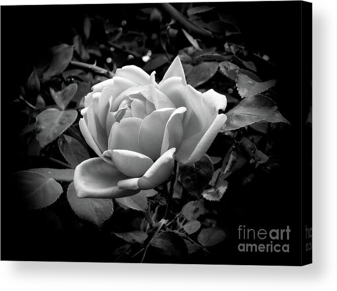 Rose Acrylic Print featuring the photograph Rose #1 by Fran Woods
