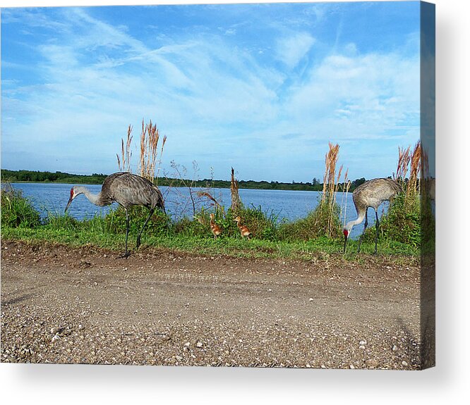 Parks And Preserves Acrylic Print featuring the photograph Sandhill Crane Family #1 by Christopher Mercer