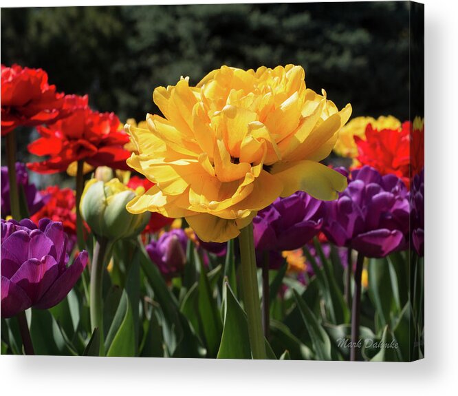  Acrylic Print featuring the photograph Sunken Gardens #1 by Mark Dahmke