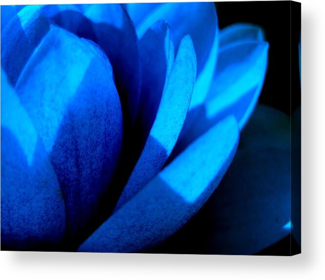 Blue Acrylic Print featuring the photograph The Blue Lilly #1 by Catherine Natalia Roche