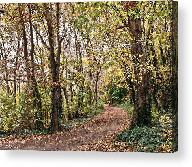 Trees Acrylic Print featuring the photograph The woods in autumn #1 by Mikki Cucuzzo