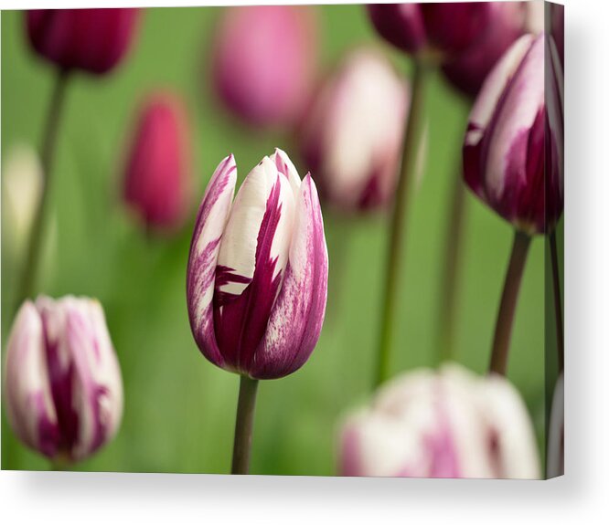 Purple Acrylic Print featuring the photograph Tulips #1 by Kyle Wasielewski