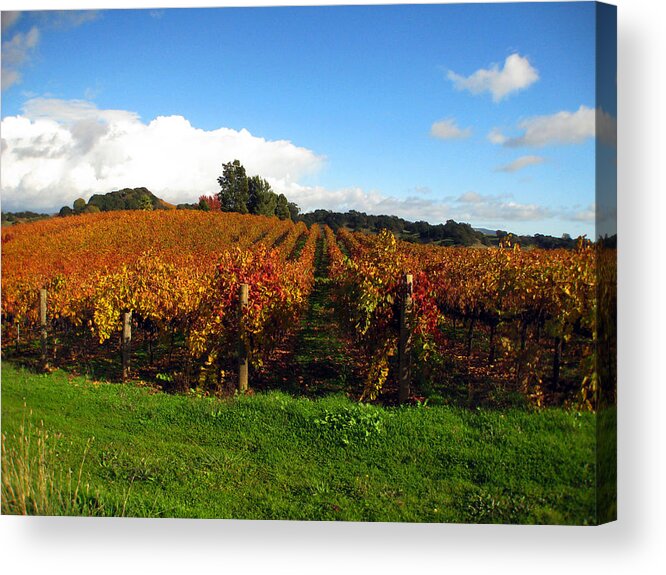 Vineyards Acrylic Print featuring the photograph Untitled #1 by Kim Pascu