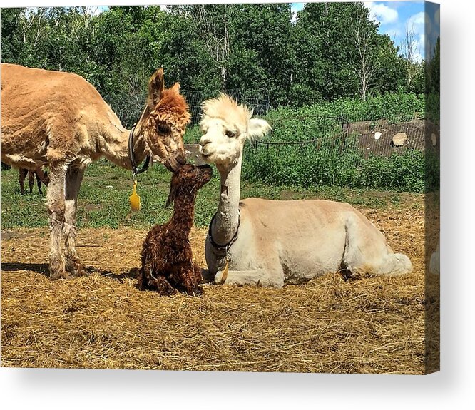 Baby Babies Cira Baby Cria Baby Alpacas Acrylic Print featuring the photograph Welcome to the world #1 by David Matthews
