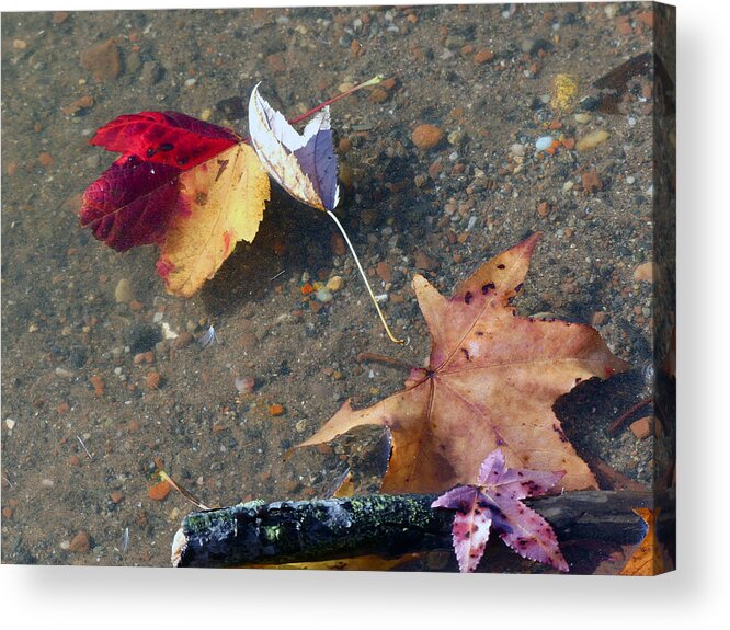 Nature Acrylic Print featuring the photograph Wet Leaves by Mafalda Cento