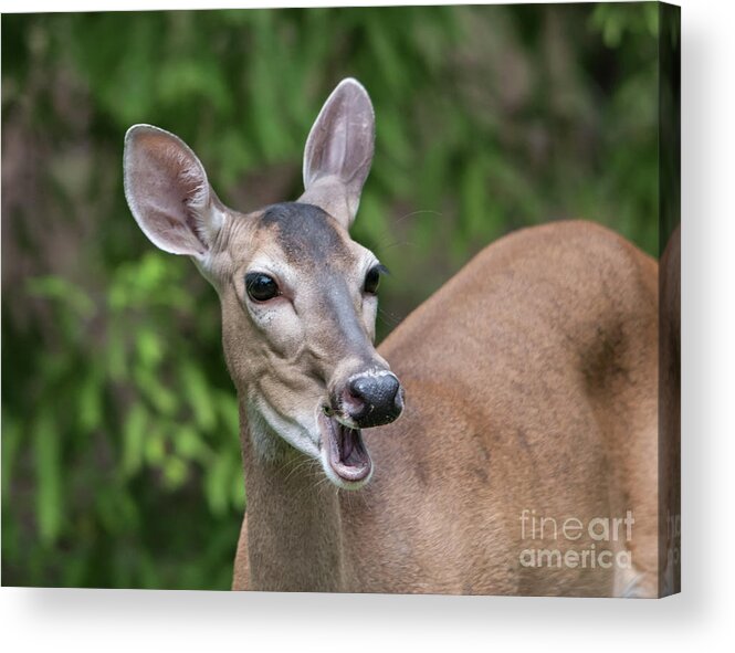 Deer Acrylic Print featuring the photograph White Tailed Deer No. 2 by John Greco