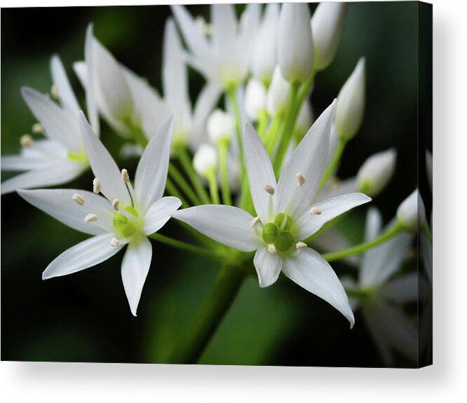 Wild Garlic Acrylic Print featuring the photograph Wild Garlic by Nick Bywater