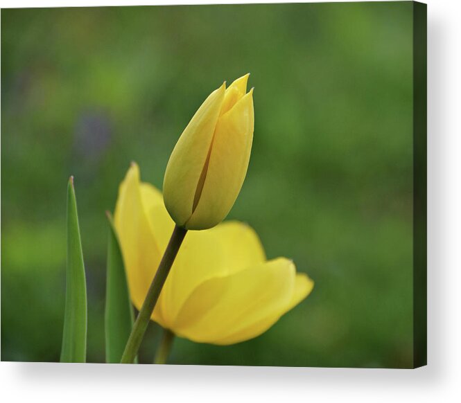 Tulips Acrylic Print featuring the photograph Yellow Tulips #1 by Sandy Keeton