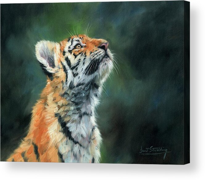 Tiger Acrylic Print featuring the painting Young Amur Tiger #1 by David Stribbling