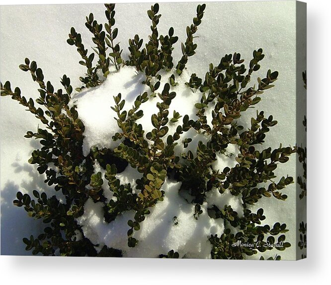 Buy Acrylic Print featuring the photograph Young Boxwood in Winter #1 by Monica C Stovall