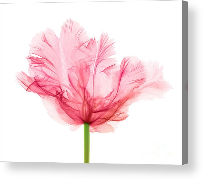 Tulip Acrylic Print featuring the photograph Tulips, X-ray #13 by Ted Kinsman