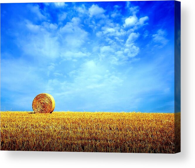 Field Acrylic Print featuring the photograph Field #12 by Mariel Mcmeeking