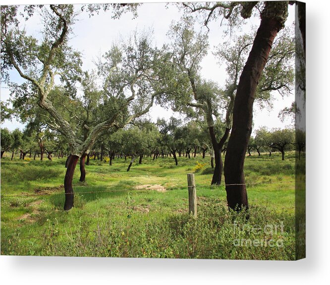 Oak Acrylic Print featuring the photograph Cork Oaks #15 by Chani Demuijlder