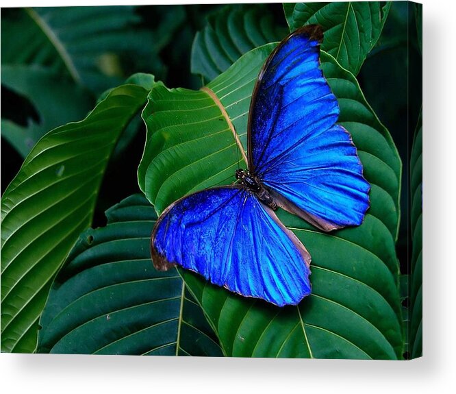Butterfly Acrylic Print featuring the photograph Butterfly #15 by Mariel Mcmeeking