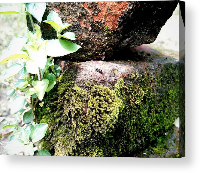 Insect Acrylic Print featuring the photograph Insect #16 by Jackie Russo