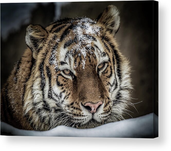 Amur Acrylic Print featuring the photograph Amur Tiger #2 by Ron Pate