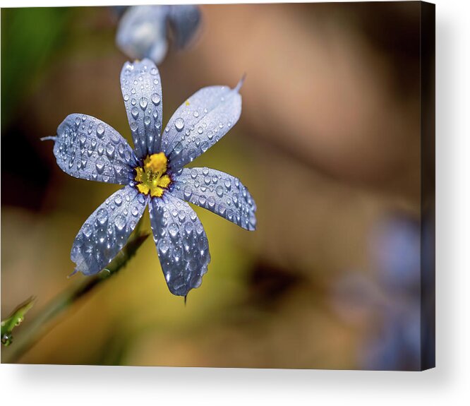 Flower Acrylic Print featuring the photograph Blue Eyed Grass Flower by Brad Boland