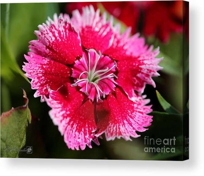 Mccombie Acrylic Print featuring the photograph Dianthus named Floral Lace Violet Picotee #3 by J McCombie