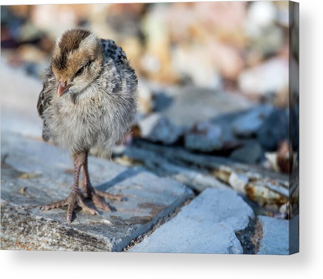Gambel's Acrylic Print featuring the photograph Gambel's Quail Chick 9833 #2 by Tam Ryan