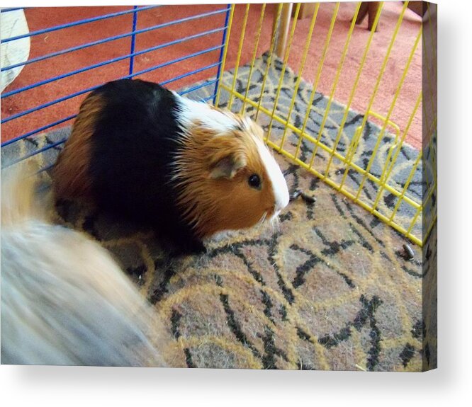 Guinea Pig Acrylic Print featuring the photograph Guinea Pig #2 by Mariel Mcmeeking